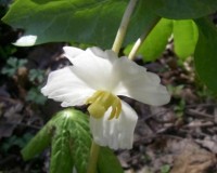 podophyllum peltatum.jpg